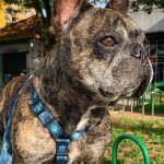 Fita Impressa Colorida Alcatevi para Coleiras e Guias