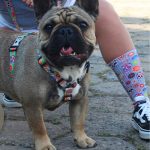 Fita Impressa Colorida Alcatevi para Coleira e Guias